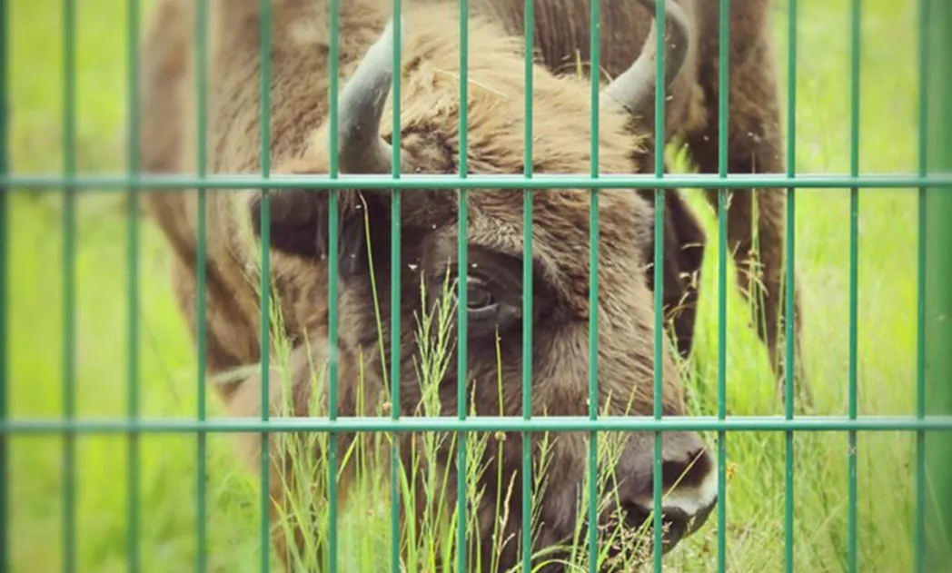 Новый элемент - 6